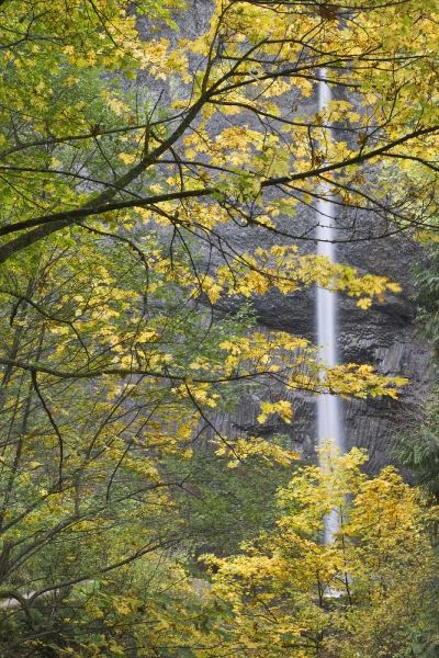OR, Columbia Gorge Latourell Falls in autumn